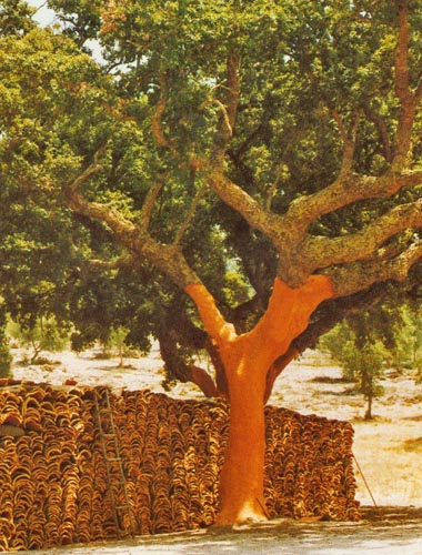 tree after cork harvest